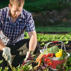 Hastings Home Collapsible Space-Saving Pop Up Handbasket And Storage Bin - Red -Cozy Living Deals Store GUEST e9e9f5b7 7371 4e74 ada2 c4f0511789ca